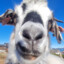 Goatrrigg