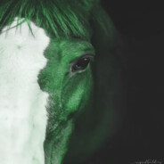 Green Foal's Avatar