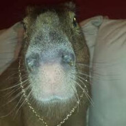 Capybara wit da DRIP