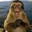 Your Monkey