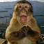 Your Monkey