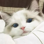 Big Avatar