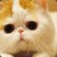 Exotic Shorthair