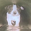 sewer dog