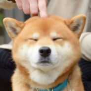 (°3°)很默契啊(0ω0)