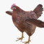 _ChIcKeN_