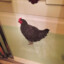 chickenbathtub