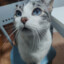 BlueEyesCat