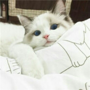 球球你了放过我吧