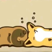 世一牛的小狸猫