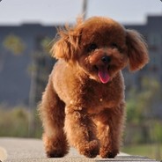 日天日地小泰迪