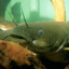 Ameiurus natalis's avatar