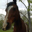 high ass horse