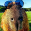 balls inspection's avatar