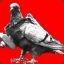 Decorated War Pigeon