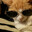 OrangeChicken avatar