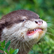 a common otter