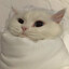 Mr. Cat