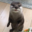 Otter