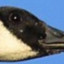 goose