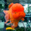 TheBigGoldfish