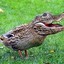 CrocoDuck