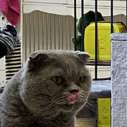 尼古拉斯二蛋子