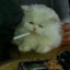 ｍｅｏｗ