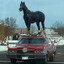 Maruzensky The Horse