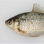 Prussian Carp