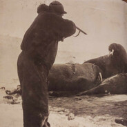 Fridtjof Nansen, Walrus Slayer