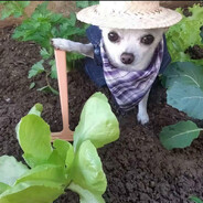 凤阳第一突击手