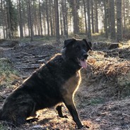 Salakavalakampelakala