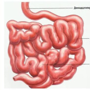 Тонкая кишка 322