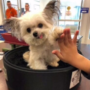 红温兰博狂小狗