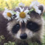 SOOKY RACCOON