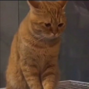 吃个碑碑
