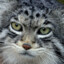 Manul