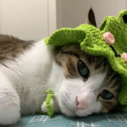 早知道你喜欢男高中生我就不上大学了