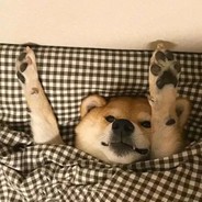 杨MI的绯闻男友在线打派