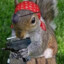 Gangsta Squirrel #5