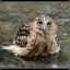 Forever A Sad Owl