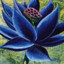 Black Lotus