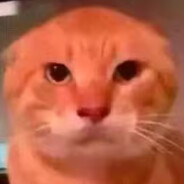 圆头耄耋哈基米