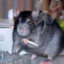 Rat on crack ツ