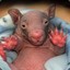 RedWombat