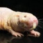 Mole-Rat