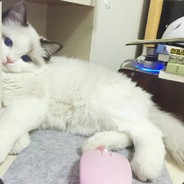 萌比光速甩屌。