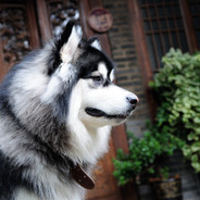 狗走你跟着狗停你颤悠