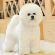 隔壁老王的小三